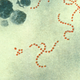 Streptococcus pyogenes bacteria. (Image: CDC)